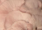 Zi Medspa logo